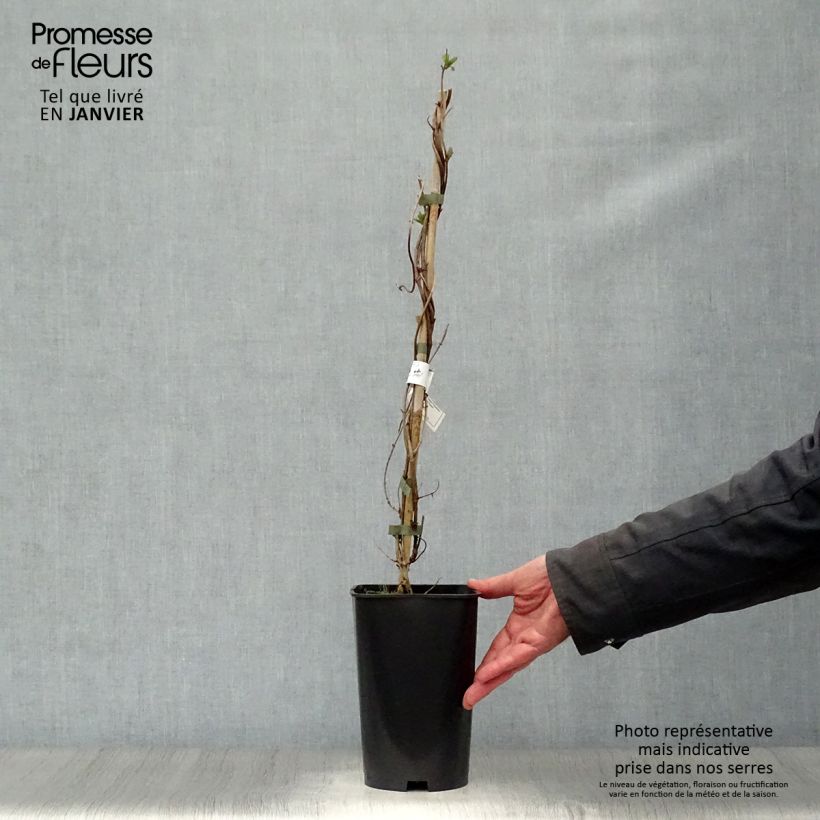 Amostra de Madressilva American Beauty - Lonicera heckrottii Vaso de 1,5 L/2 L tal como entregue no inverno