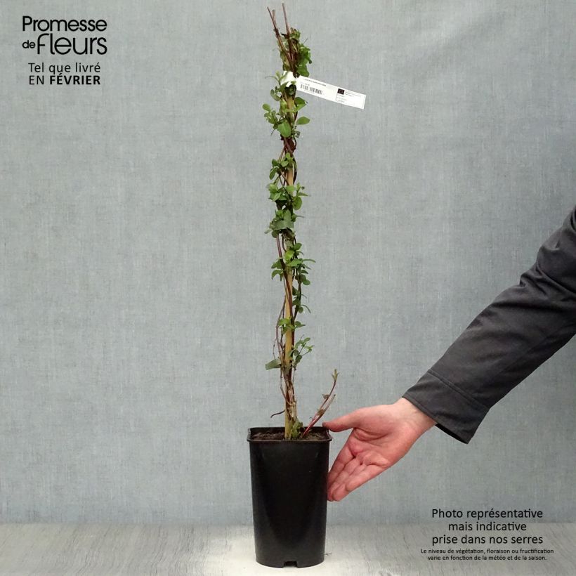 Amostra de Chèvrefeuille - Lonicera japonica Aureoreticulata Vaso de 2 L/3 L tal como entregue no inverno