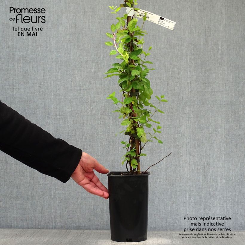 Amostra de Madressilva-do-japão Aureoreticulata - Lonicera japonica Vaso de 2 L/3 L tal como entregue na primavera