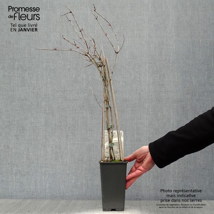 Amostra de Chèvrefeuille - Lonicera periclymenum Belgica Vaso de 1,5 L/2 L tal como entregue no inverno