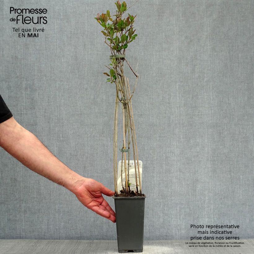 Amostra de Madressilva-dos-bosques Belgica - Lonicera periclymenum Vaso de 1,5 L/2 L tal como entregue na primavera