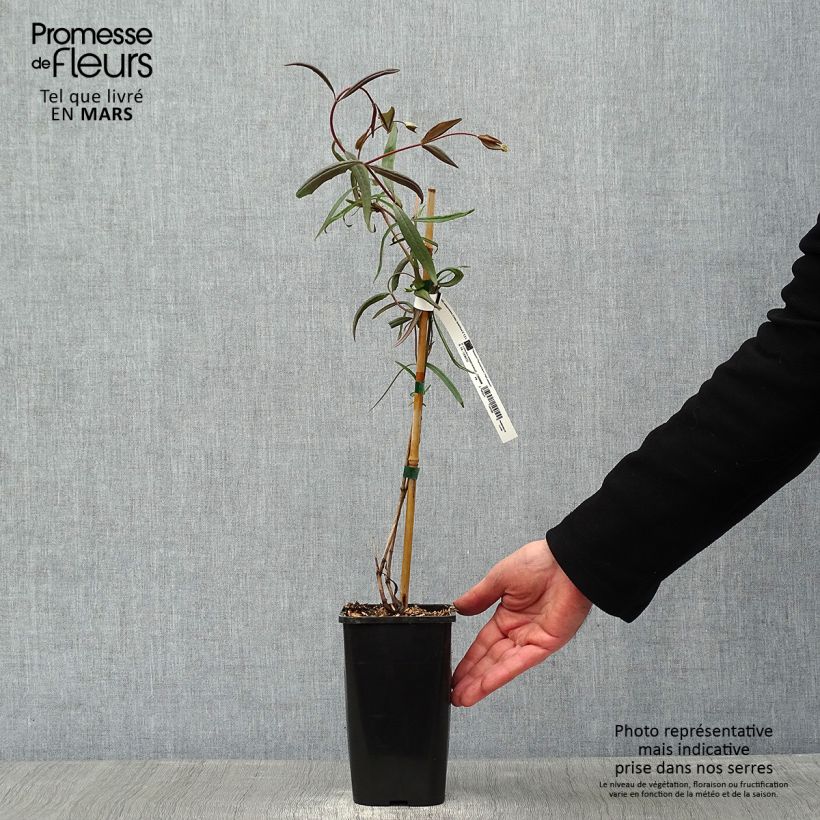 Amostra de Chèvrefeuille - Lonicera sempervirens Cedar Lane Vaso de 1,5 L/2 L tal como entregue no inverno