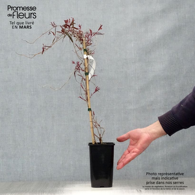 Amostra de Madressilva-escarlate Cedar Lane - Lonicera sempervirens Vaso de 1,5 L/2 L tal como entregue na primavera