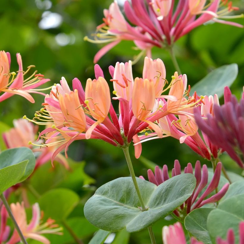 Lonicera × heckrottii (Floração)