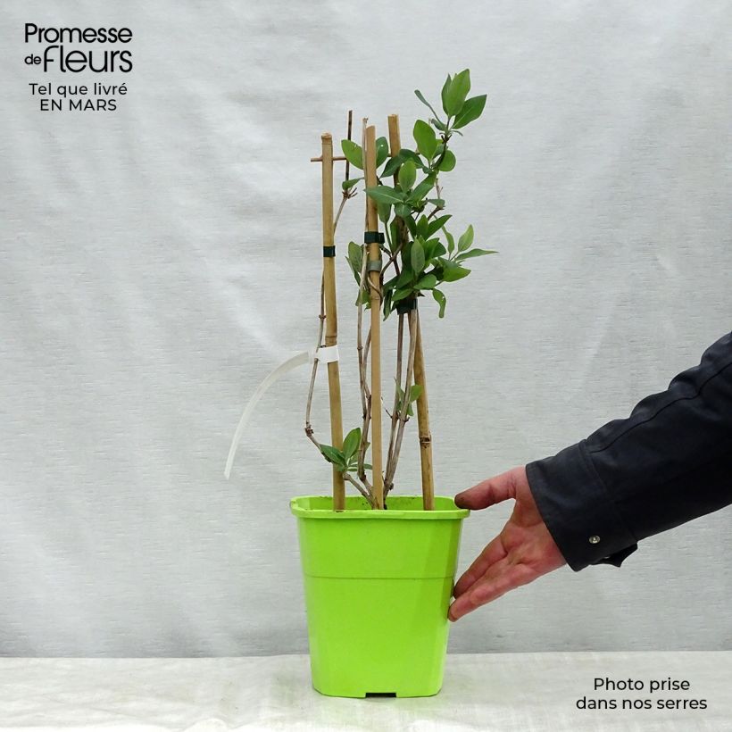 Amostra de Madressilva-dos-bosques Scentsation - Lonicera periclymenum Vaso de 3 L/4 L tal como entregue na primavera