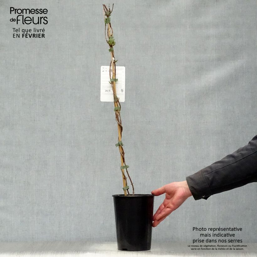 Amostra de Madressilva-dos-bosques Scentsation - Lonicera periclymenum Vaso de 3 L/4 L tal como entregue no inverno