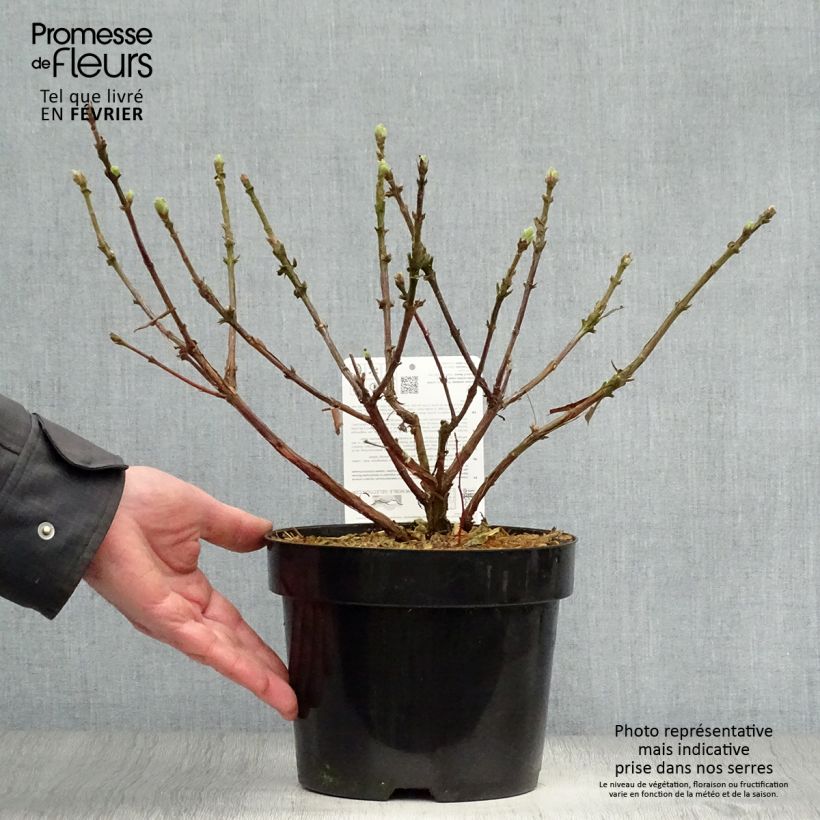 Amostra de Lonicera caerulea var. kamtschatica Blue Velvet - Baie de mai Vaso de 1,5 L/2 L, Arbusto tal como entregue no inverno