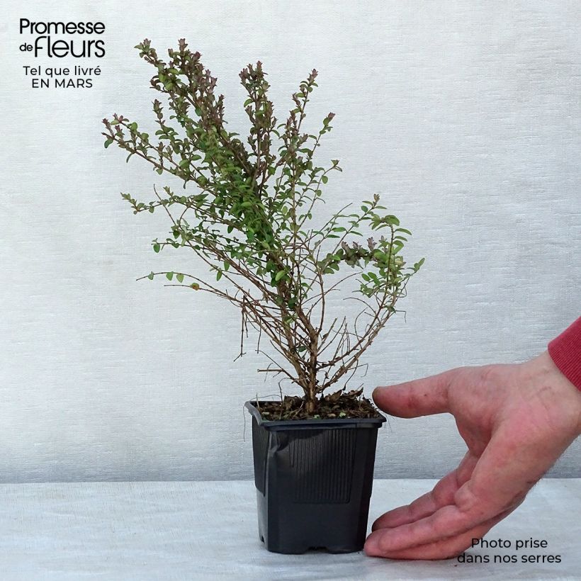 Amostra de Lonicera nitida Ernest Wilson Vaso de 8/9 cm tal como entregue no inverno