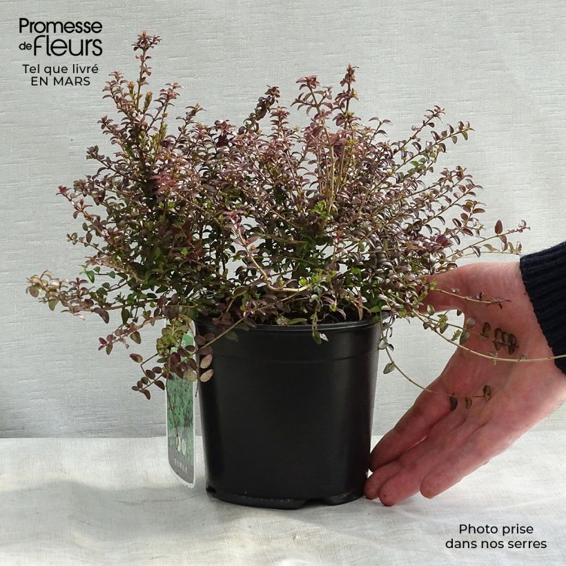 Amostra de Lonicera nitida Ernest Wilson Vaso de 1 L/1,5 L tal como entregue na primavera