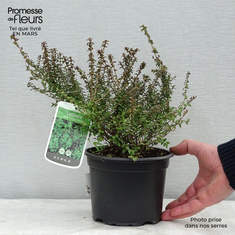 Amostra de Lonicera nitida Ernest Wilson Vaso de 2 L/3 L tal como entregue no inverno