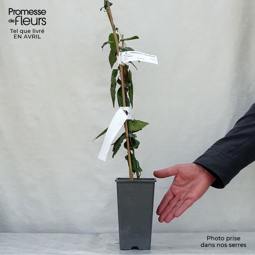 Amostra de Lonicera henryi Copper Beauty Vaso de 2 L/3 L tal como entregue na primavera