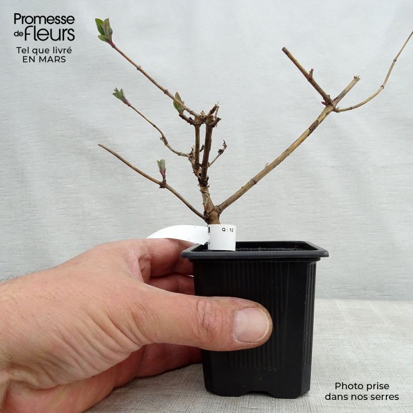 Amostra de Madressilva-dos-bosques Graham Thomas - Lonicera periclymenum Vaso de 8/9 cm tal como entregue na primavera