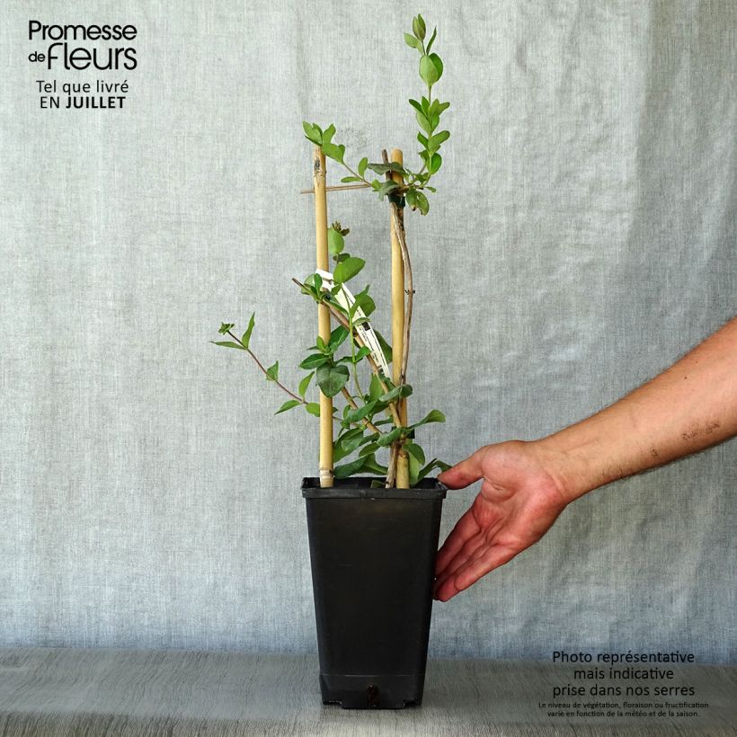 Amostra de Madressilva-dos-bosques Graham Thomas - Lonicera periclymenum Vaso de 2 L/3 L tal como entregue no verão