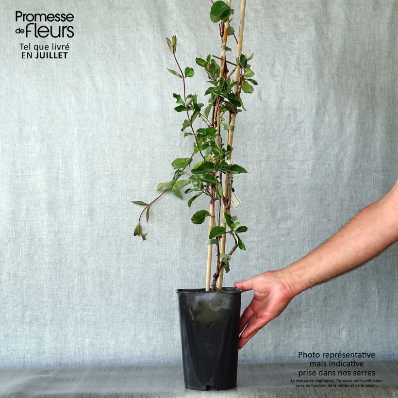 Amostra de Madressilva-dos-bosques Serotina - Lonicera periclymenum Vaso de 2 L/3 L tal como entregue no verão