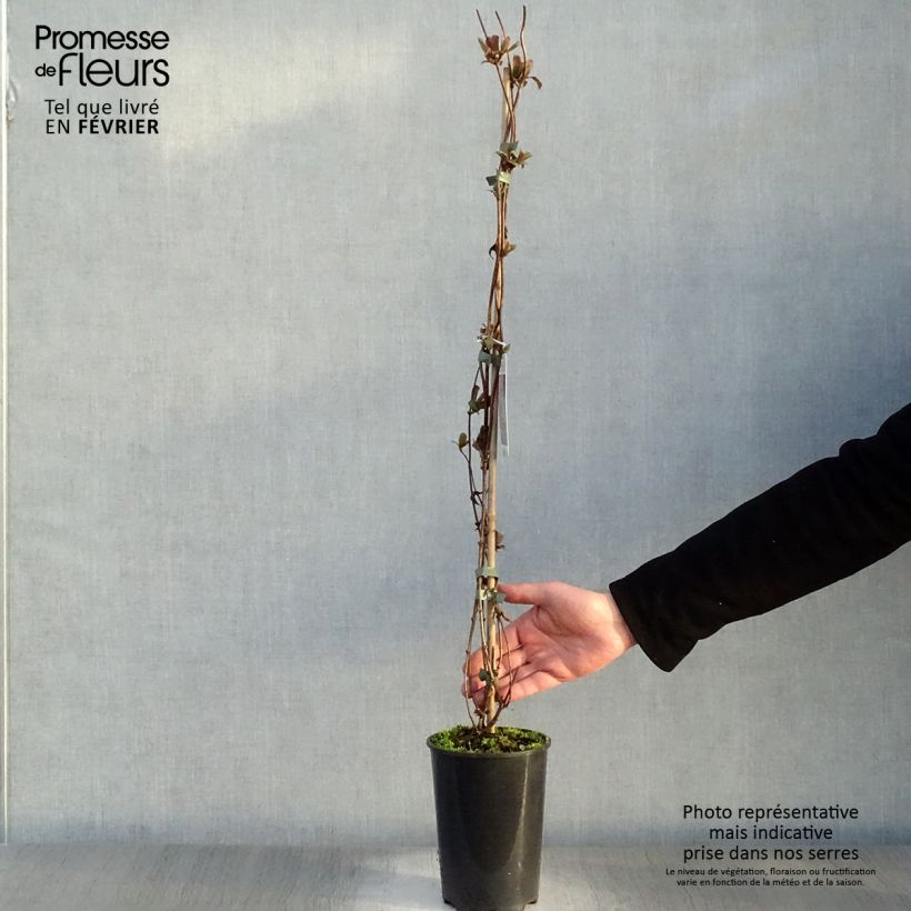 Amostra de Madressilva-dos-bosques Serotina - Lonicera periclymenum Vaso de 2 L/3 L tal como entregue no inverno