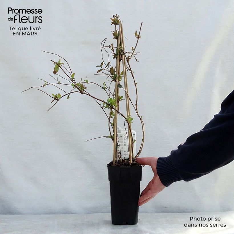 Amostra de Madressilva-do-japão Halliana - Lonicera japonica Vaso de 2 L/3 L tal como entregue na primavera