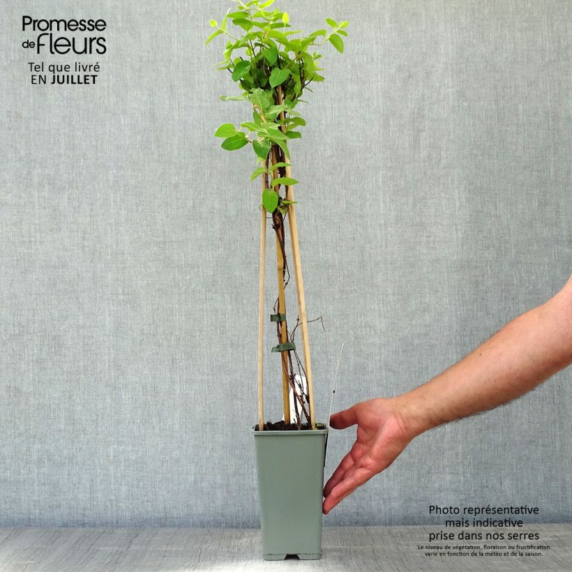 Amostra de Madressilva-do-japão Halliana - Lonicera japonica Vaso de 2 L/3 L tal como entregue no verão