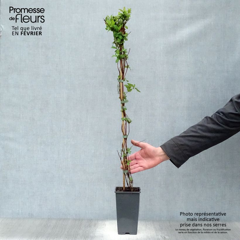 Amostra de Chèvrefeuille du Japon Halliana - Lonicera japonica Vaso de 2 L/3 L tal como entregue no inverno