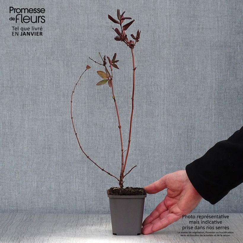 Amostra de Chèvrefeuille du Japon - Lonicera japonica Dart's Acumen Vaso de 8/9 cm tal como entregue no inverno