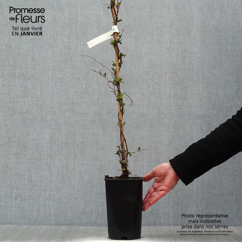 Amostra de Madressilva-do-japão Dart's World - Lonicera japonica Vaso de 3 L/4 L tal como entregue no inverno