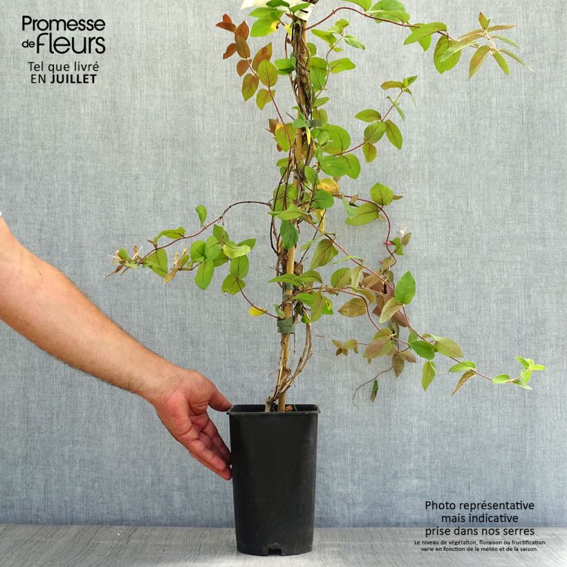 Amostra de Madressilva-do-japão Sinensis - Lonicera japonica Vaso de 2 L/3 L tal como entregue no verão