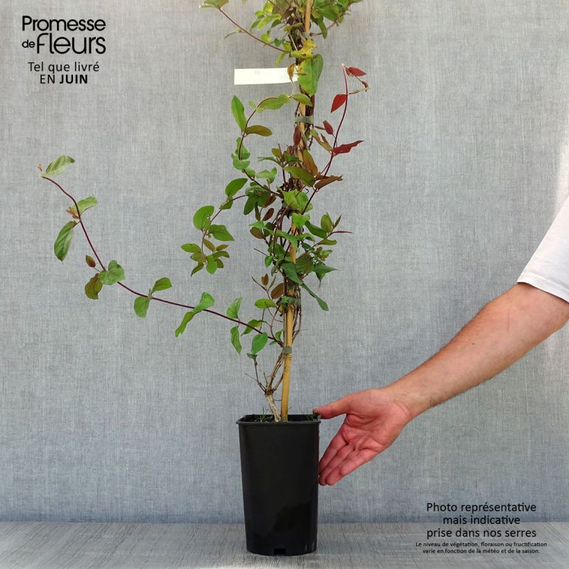 Amostra de Madressilva-do-japão Sinensis - Lonicera japonica Vaso de 2 L/3 L tal como entregue na primavera