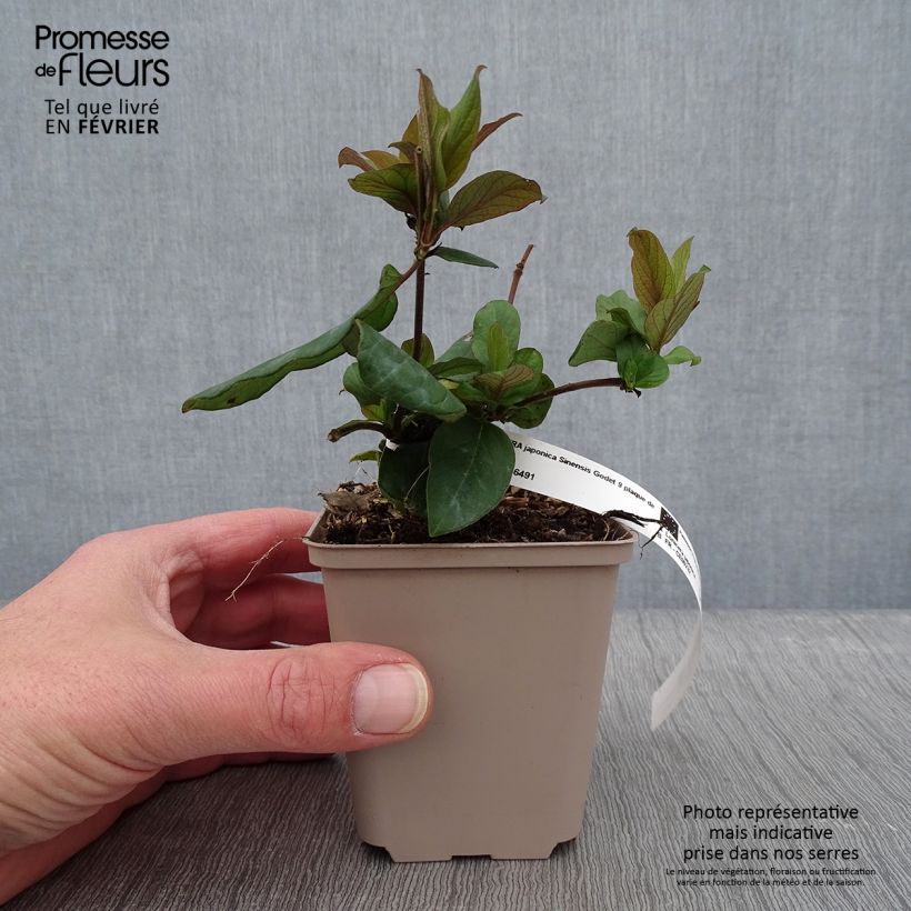 Amostra de Chèvrefeuille du Japon - Lonicera japonica Sinensis Vaso de 8/9 cm tal como entregue no inverno