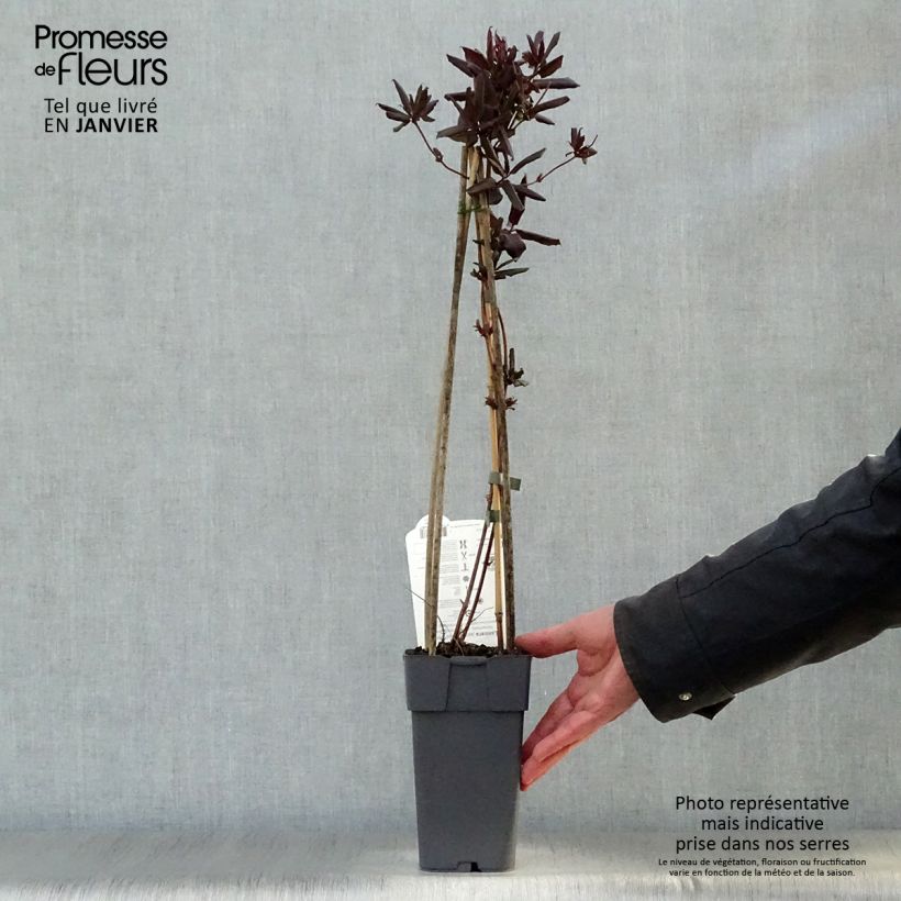 Amostra de Madressilva-do-japão Red World - Lonicera japonica Vaso de 2 L/3 L tal como entregue no inverno