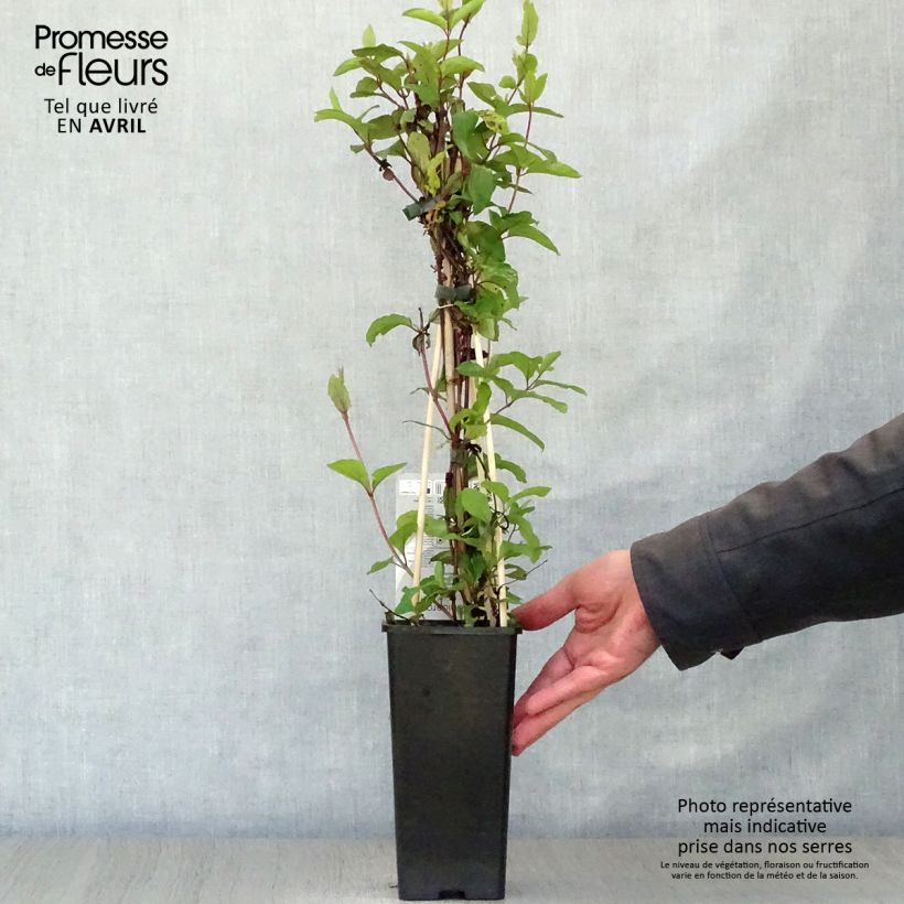 Amostra de Madressilva-do-japão Red World - Lonicera japonica Vaso de 2 L/3 L tal como entregue na primavera