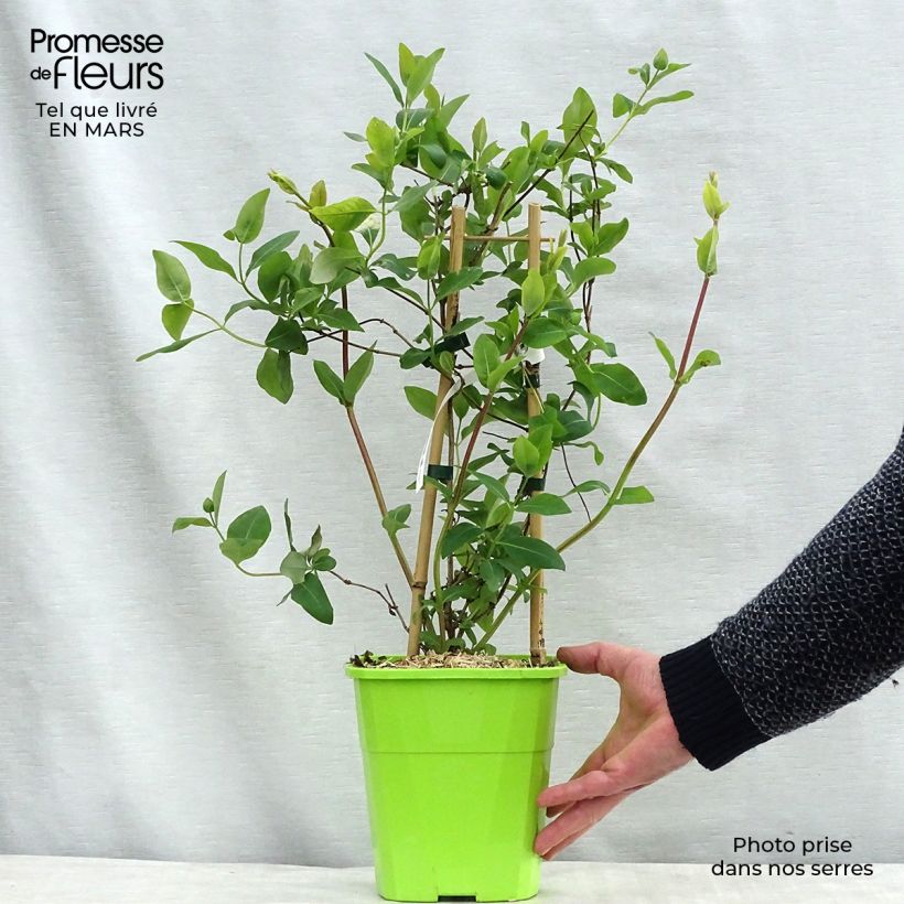 Amostra de Chèvrefeuille du Japon Sweet Isabel - Lonicera japonica Vaso de 3 L/4 L tal como entregue no inverno