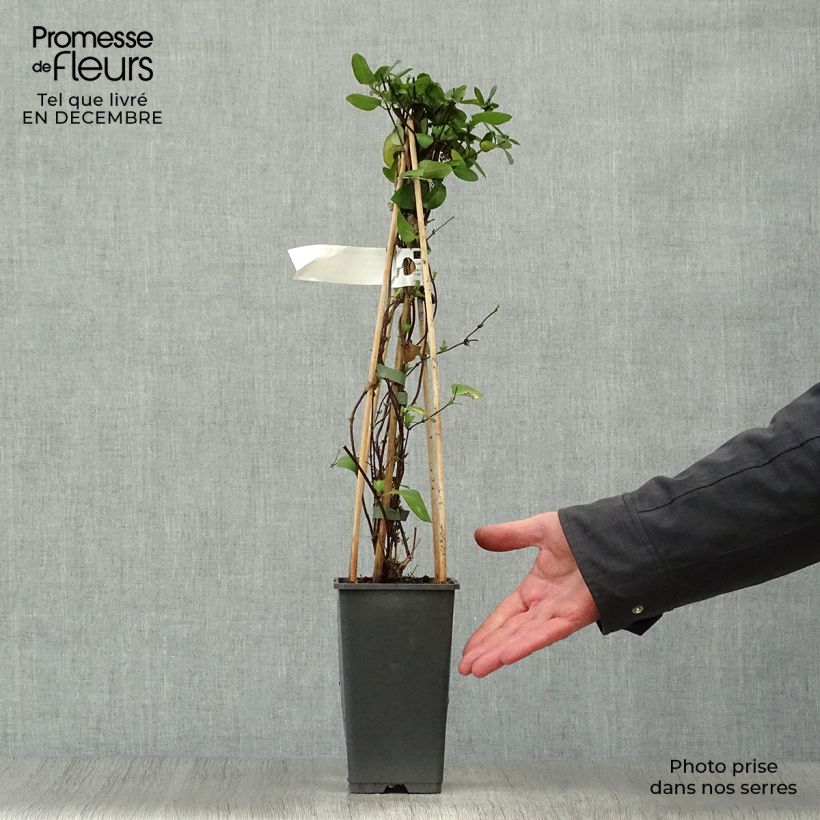 Amostra de Madressilva-do-japão Hall's Prolific - Lonicera japonica Vaso de 2 L/3 L tal como entregue no inverno