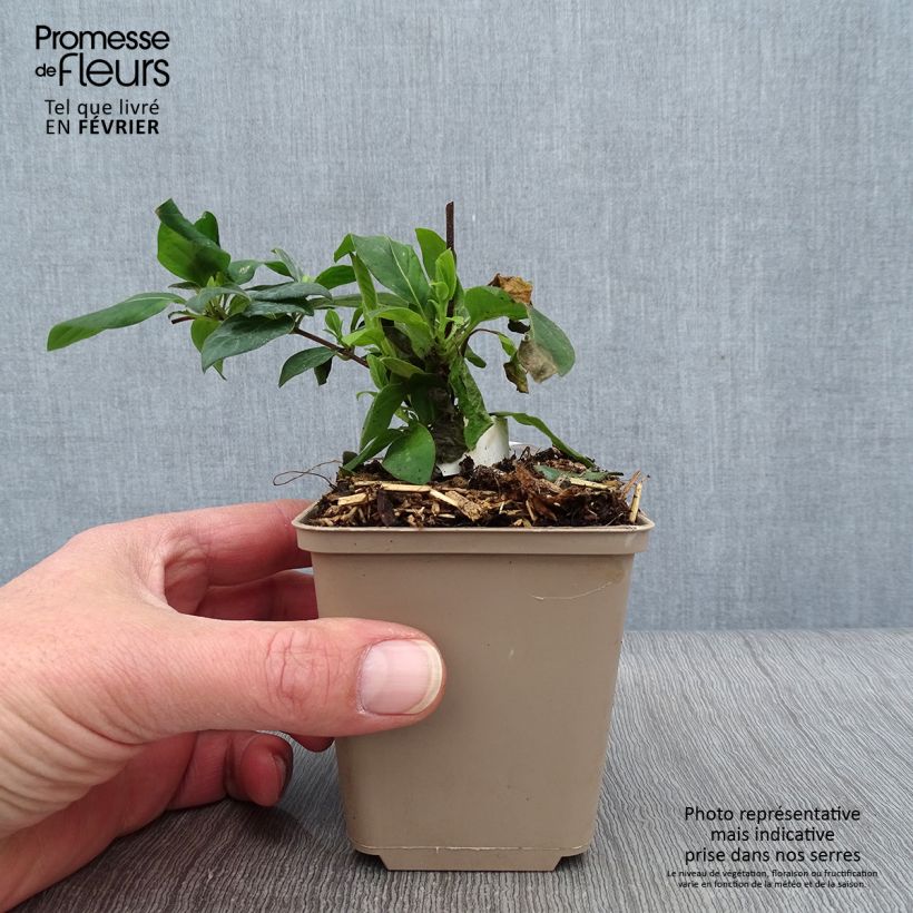 Amostra de Madressilva-do-japão Hall's Prolific - Lonicera japonica Vaso de 8/9 cm tal como entregue no inverno