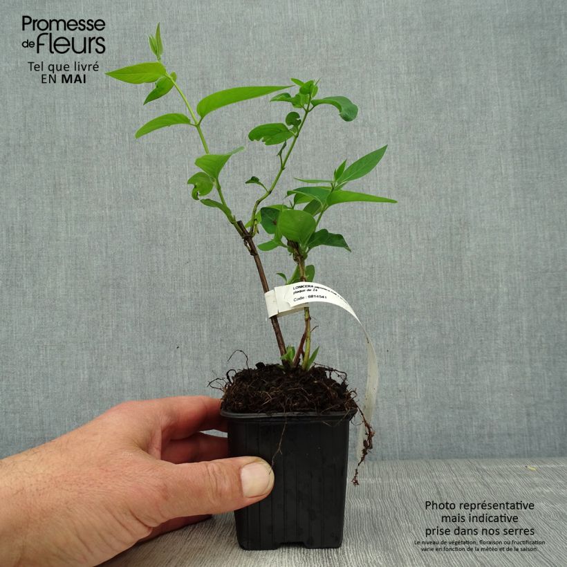 Amostra de Madressilva-do-japão Hall's Prolific - Lonicera japonica Vaso de 8/9 cm tal como entregue na primavera