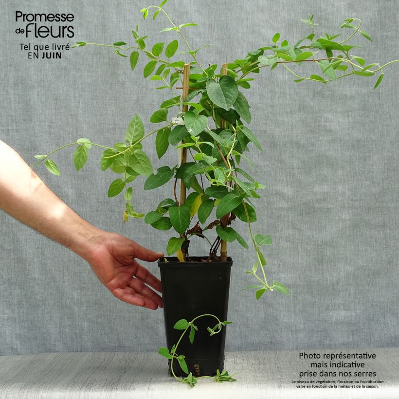 Amostra de Madressilva-do-japão Hall's Prolific - Lonicera japonica Vaso de 2 L/3 L tal como entregue no verão