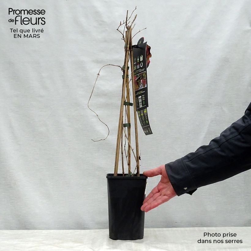 Amostra de Madressilva Dropmore Scarlet - Lonicera × brownii Vaso de 1 L/1,5 L tal como entregue na primavera