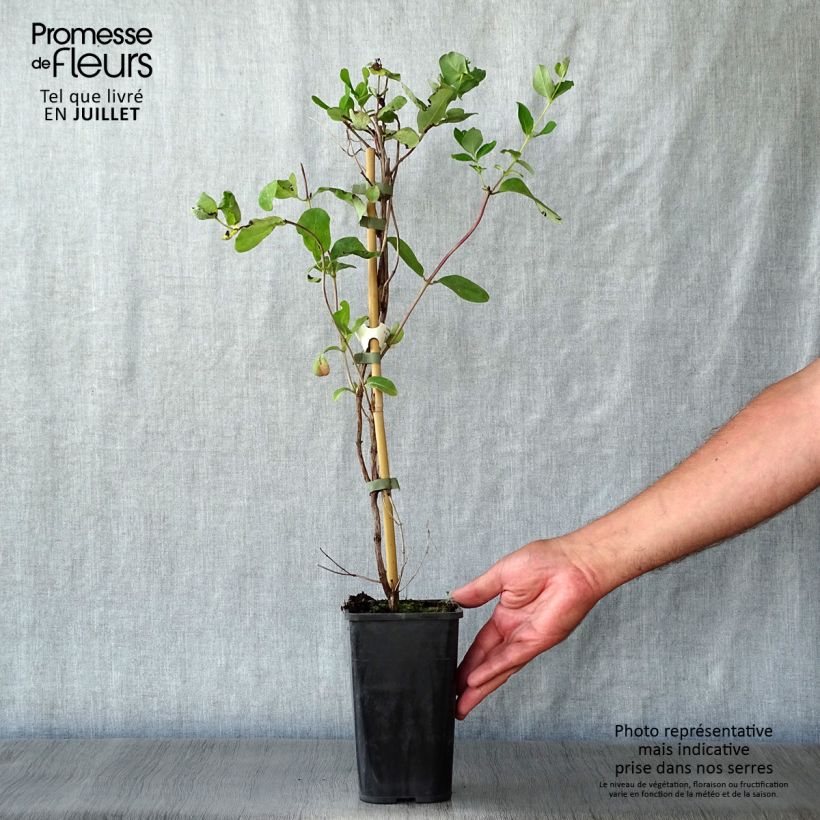 Amostra de Madressilva Dropmore Scarlet - Lonicera × brownii Vaso de 1 L/1,5 L tal como entregue no verão