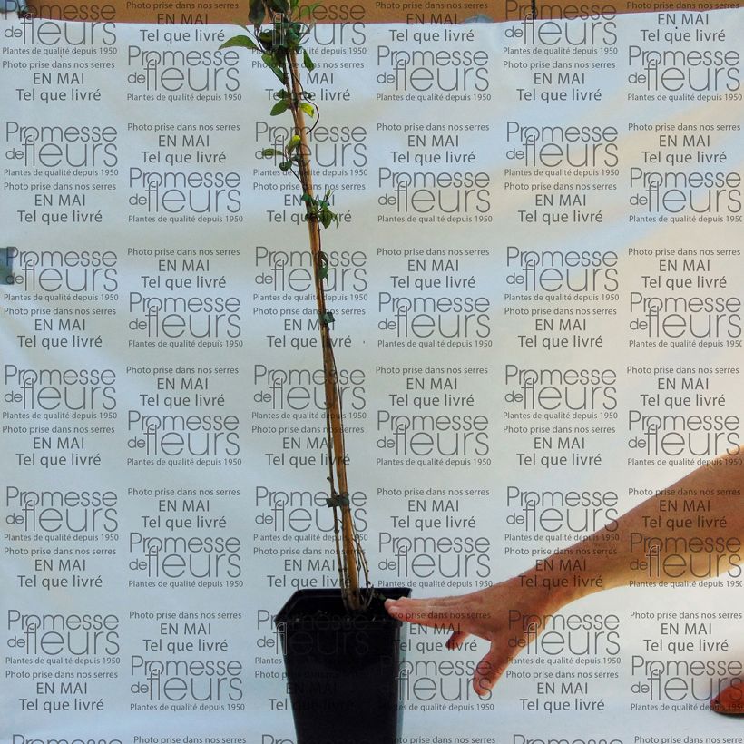 Exemplo de amostra de Chèvrefeuille grimpant - Lonicera periclymenum Fragrant Cloud® Vaso de 3 L/4 L tal como entregue