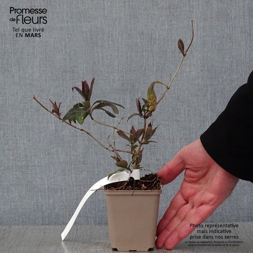 Amostra de Madressilva Gold Flame - Lonicera heckrottii Vaso de 8/9 cm tal como entregue no inverno