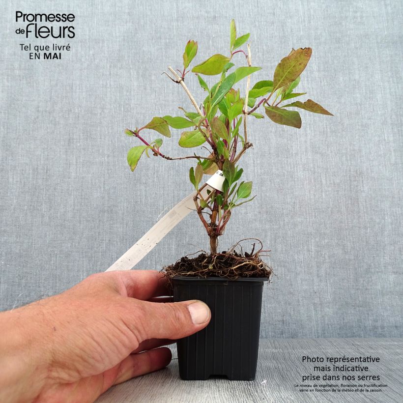 Amostra de Madressilva Gold Flame - Lonicera heckrottii Vaso de 8/9 cm tal como entregue na primavera