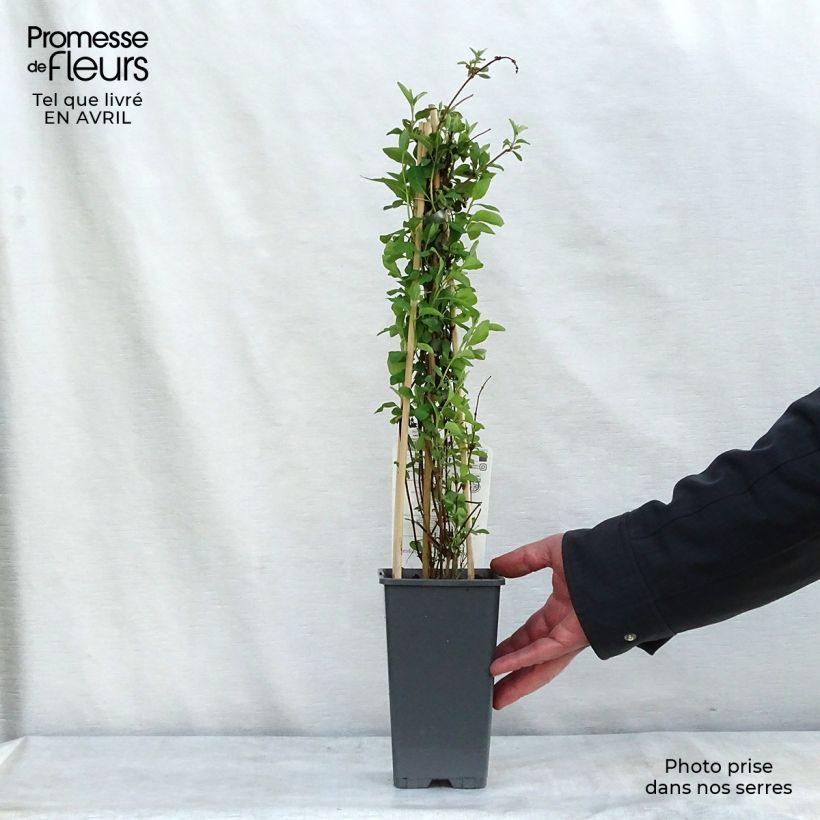 Amostra de Madressilva Gold Flame - Lonicera heckrottii Vaso de 2 L/3 L tal como entregue na primavera