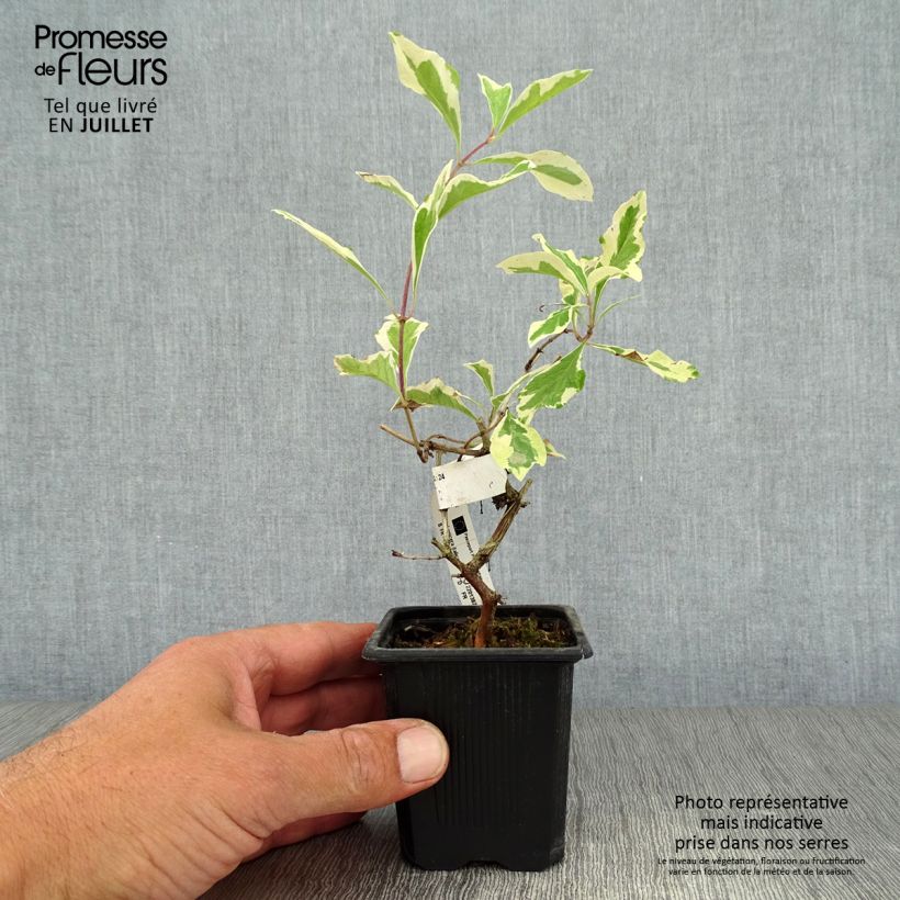 Amostra de Lonicera × italica Harlequin Vaso de 8/9 cm tal como entregue no verão