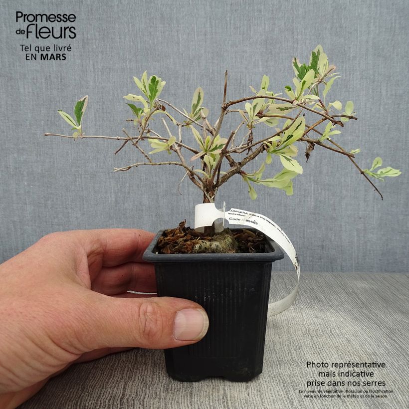 Amostra de Lonicera × italica Harlequin Vaso de 8/9 cm tal como entregue na primavera
