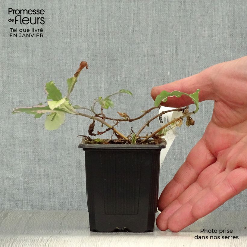 Amostra de Chèvrefeuille panaché - Lonicera x italica Harlequin Vaso de 8/9 cm tal como entregue no inverno