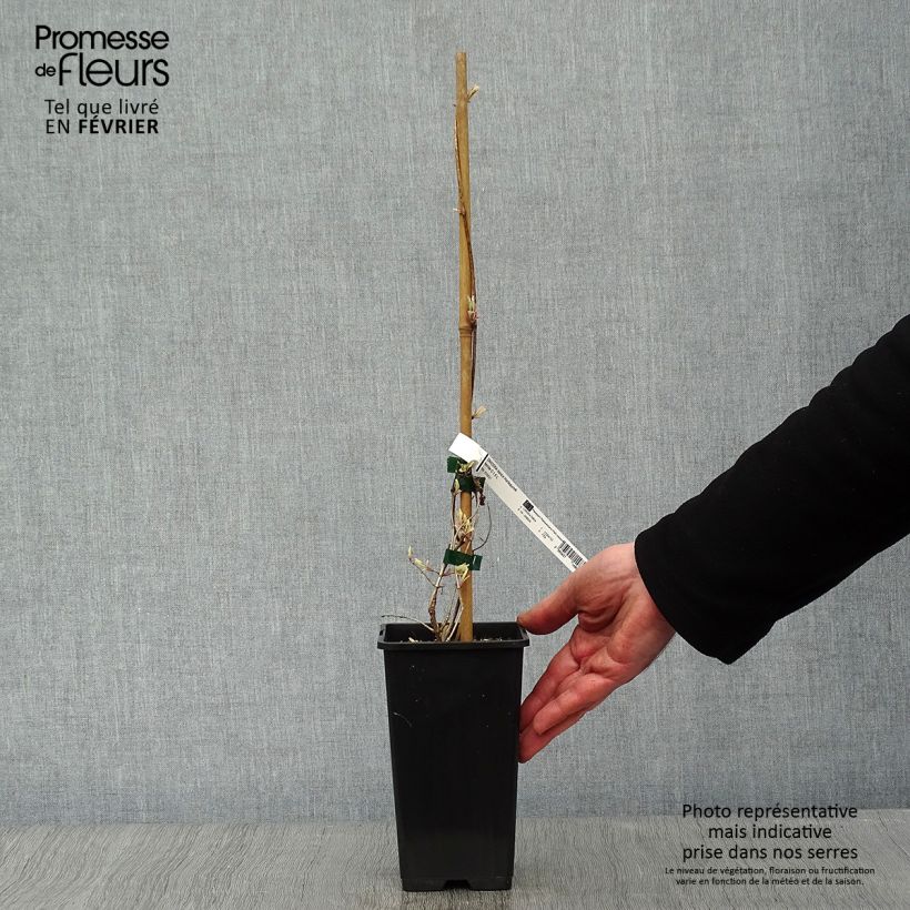 Amostra de Chèvrefeuille panaché - Lonicera x italica Harlequin Vaso de 1,5 L/2 L tal como entregue no inverno