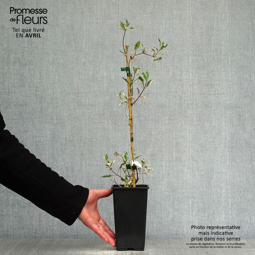 Amostra de Lonicera × italica Harlequin Vaso de 1,5 L/2 L tal como entregue na primavera