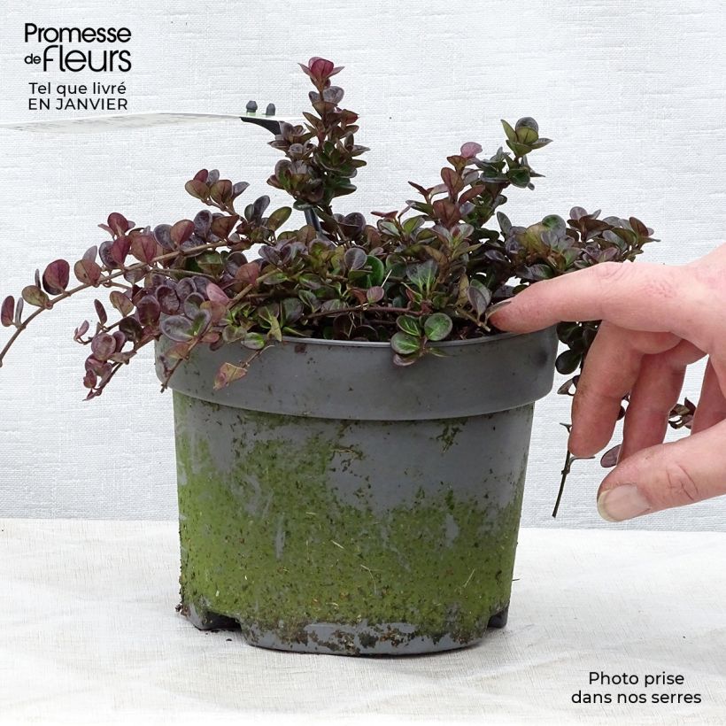 Amostra de Lonicera crassifolia Little Honey Vaso de 2 L/3 L tal como entregue no inverno