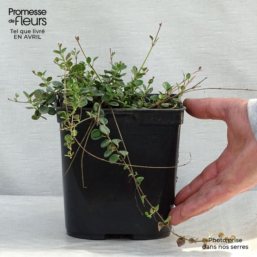 Amostra de Lonicera crassifolia Little Honey Vaso de 2 L/3 L tal como entregue na primavera