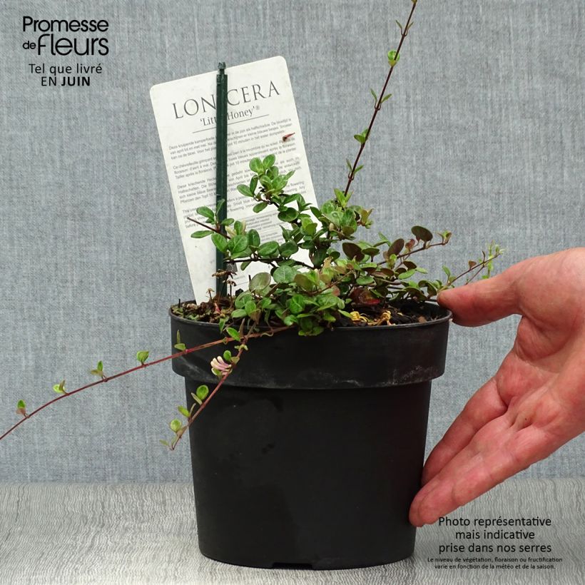 Amostra de Lonicera crassifolia Little Honey Vaso de 2 L/3 L tal como entregue no verão