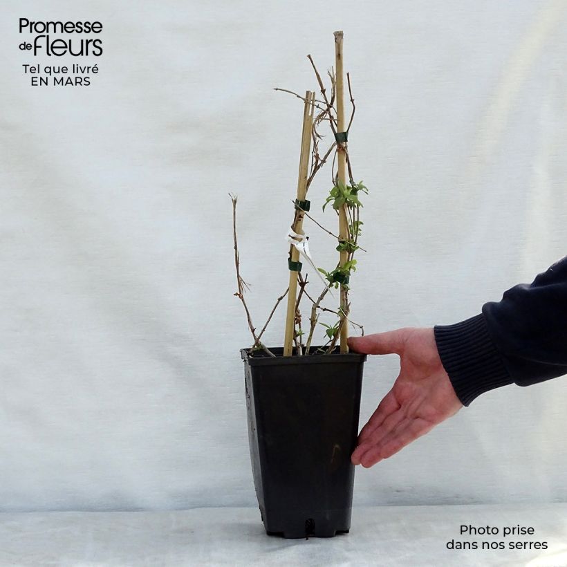 Amostra de Madressilva Golden Trumpet - Lonicera brownii Vaso de 2 L/3 L tal como entregue na primavera