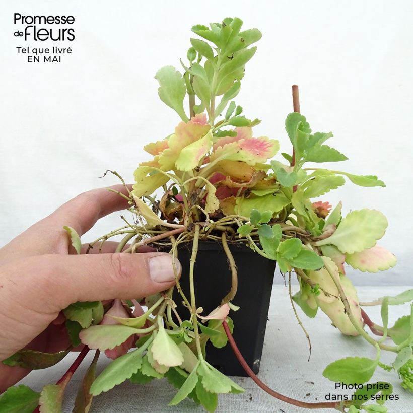 Amostra de Chiastophyllum oppositifolium Vaso de 8/9 cm tal como entregue na primavera